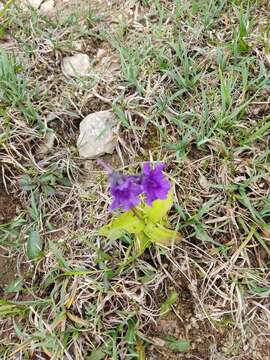 Pinguicula grandiflora subsp. grandiflora的圖片