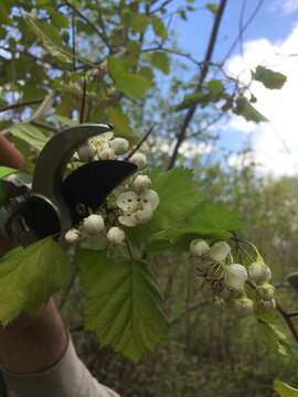 Crataegus coccinioides Ashe resmi