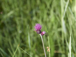 Image of Brook Thistle