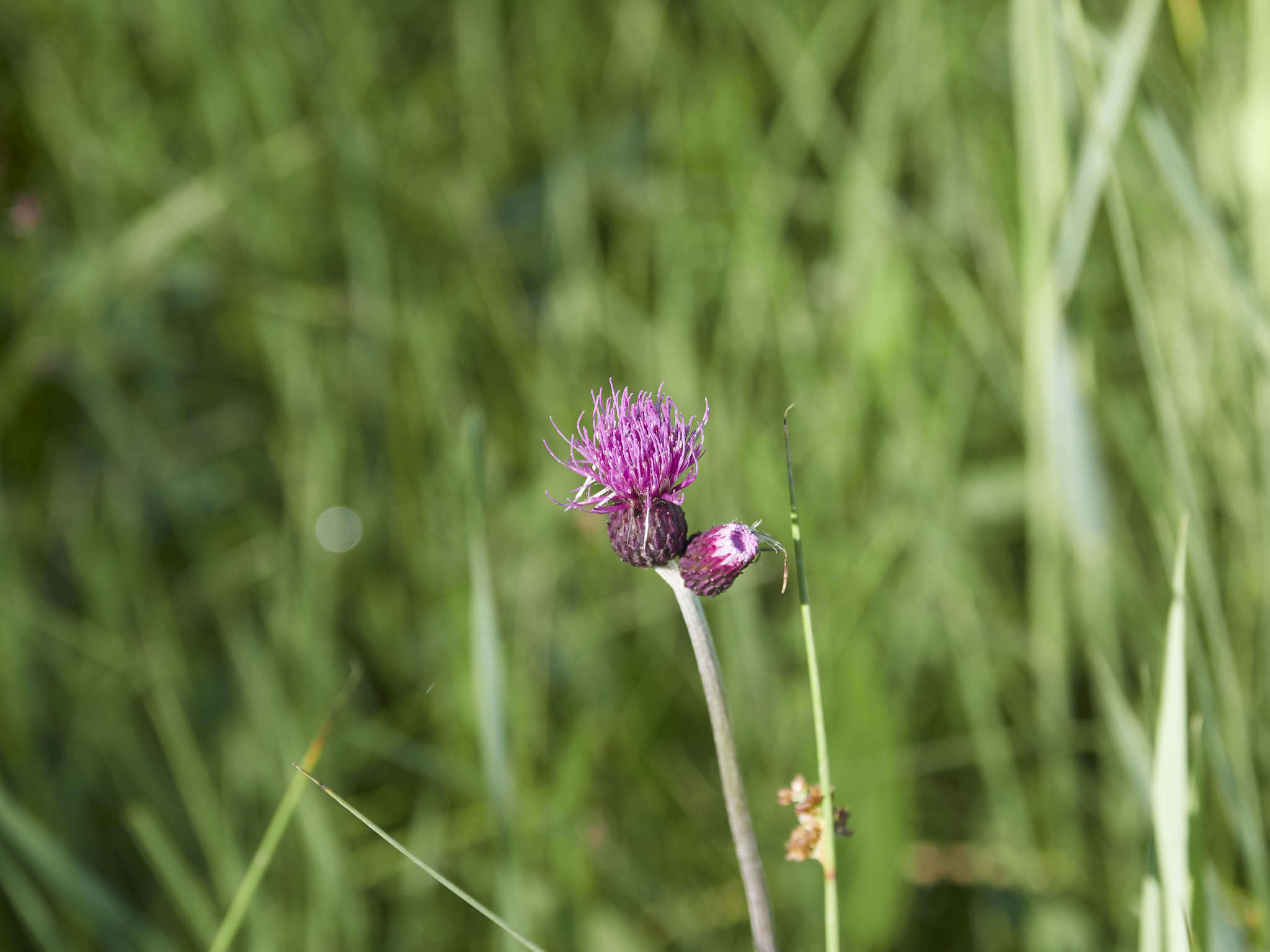 Image de Cirse des ruisseaux