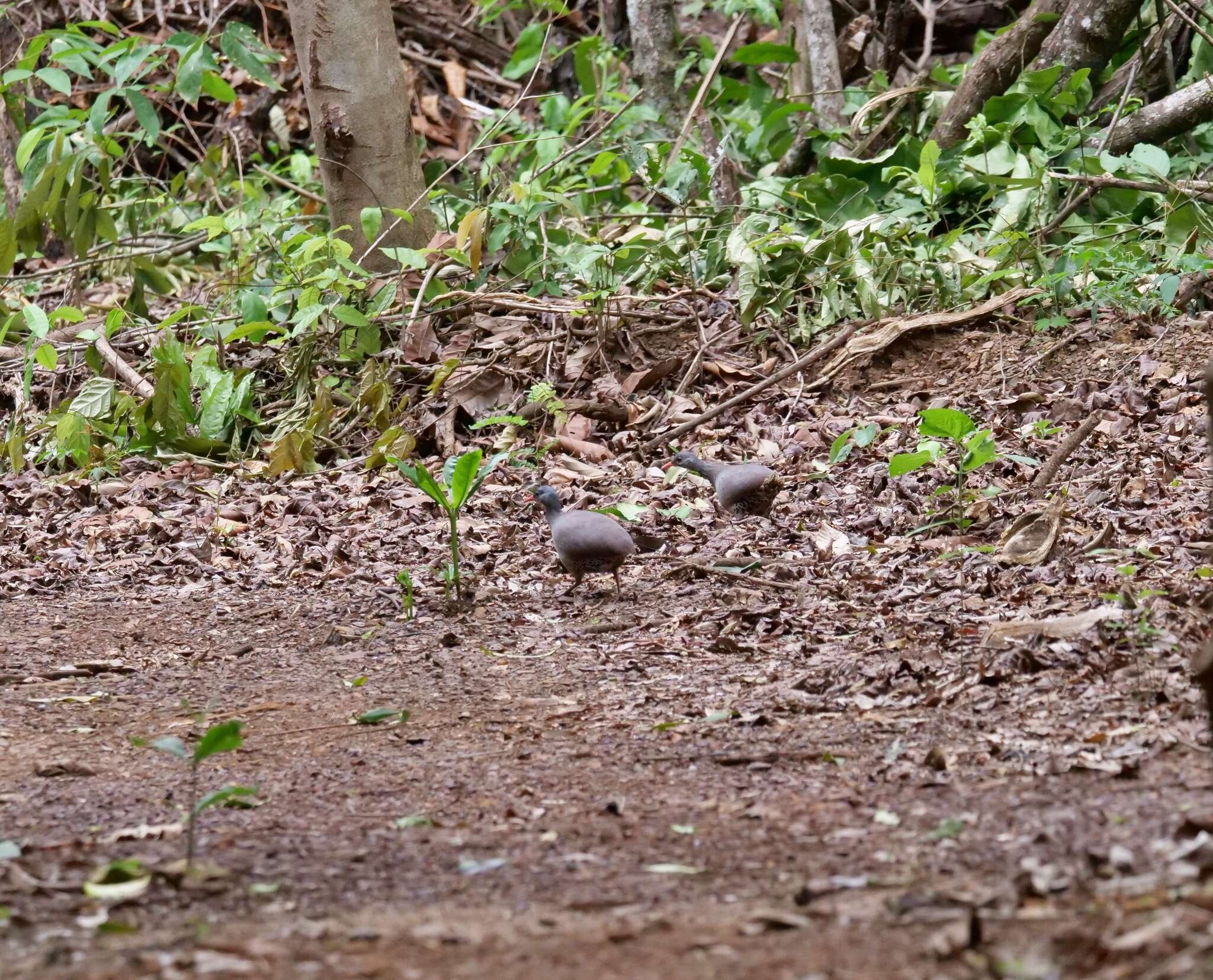 Image of Small-billed Tinamou
