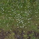 Image of Arenaria bourgaei Hemsl.
