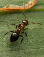 Image of Prolasius convexus McAreavey 1947