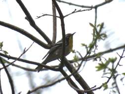 Image of Common Yellow-lored Yellow-throated Warbler