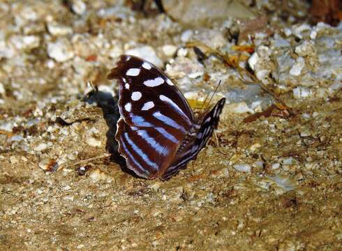 Image of Myscelia cyaniris Doubleday (1848)