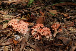 Image de Ramaria botrytoides (Peck) Corner 1950