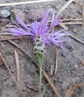 Слика од Centaurea arrigonii Greuter