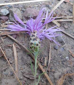 Image of Centaurea arrigonii Greuter