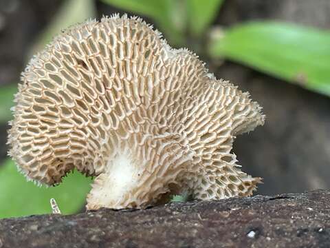 Image de Echinochaete maximipora Sotome & T. Hatt. 2009