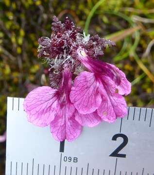 Image of Pedicularis roylei Maxim.