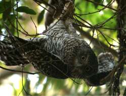 صورة Ninox strenua (Gould 1838)