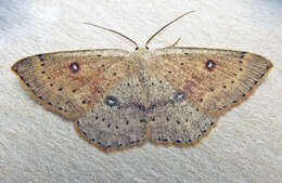 Image of birch mocha