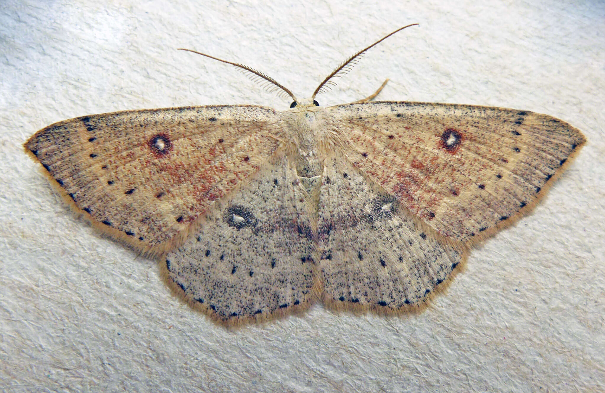 Image of birch mocha