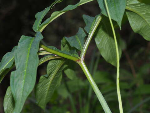 Image of Dancing Crane Cobra Lily