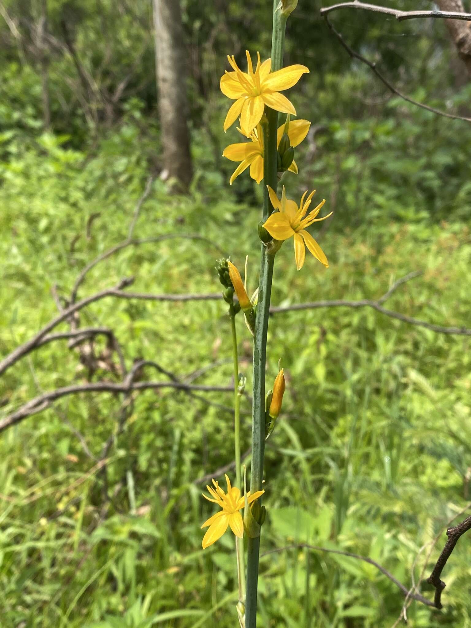 Image de Echeandia michoacensis (Poelln.) Cruden