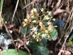 Слика од Crassula streyi Tölken