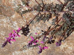 Слика од Indigofera declinata E. Mey.