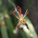 Image of Encyclia nizandensis Pérez-García & Hágsater