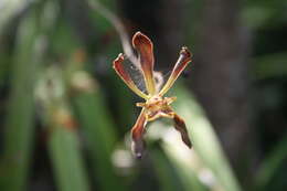 Image of Encyclia nizandensis Pérez-García & Hágsater