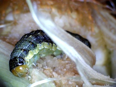 Image of Corn Earworm