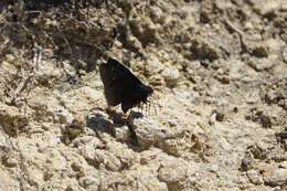 Image of Northern Cloudywing