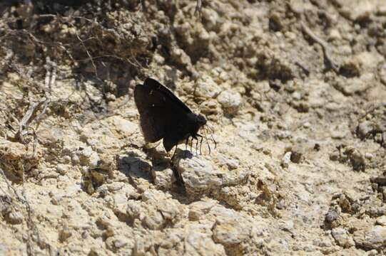 Image of Northern Cloudywing