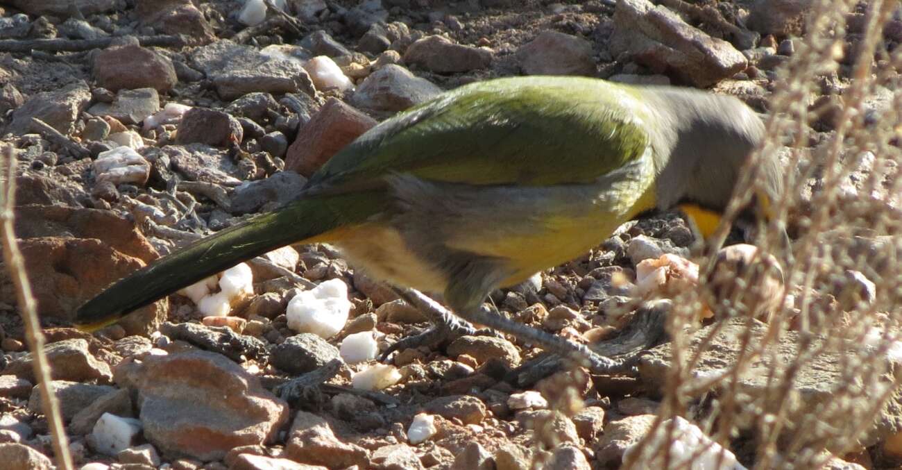 Слика од Telophorus zeylonus zeylonus (Linnaeus 1766)