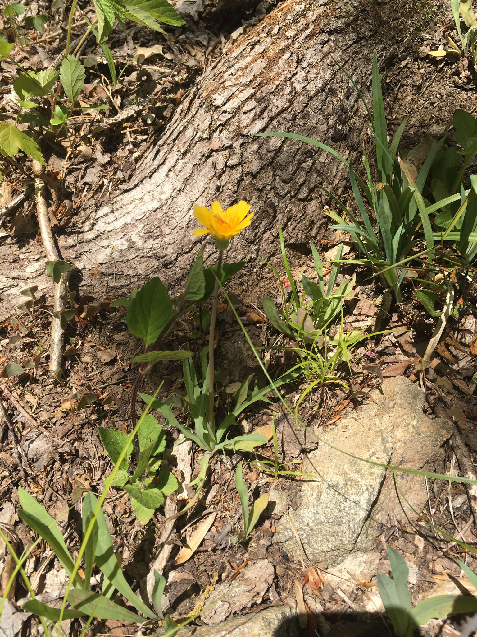 Image of Potato dandelion