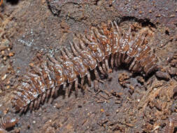 Image of Flat-backed millipede