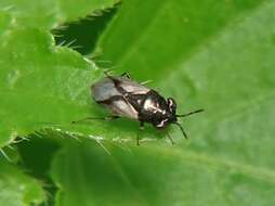 Image of Geocoris (Geocoris) lineolus (Rambur 1839)