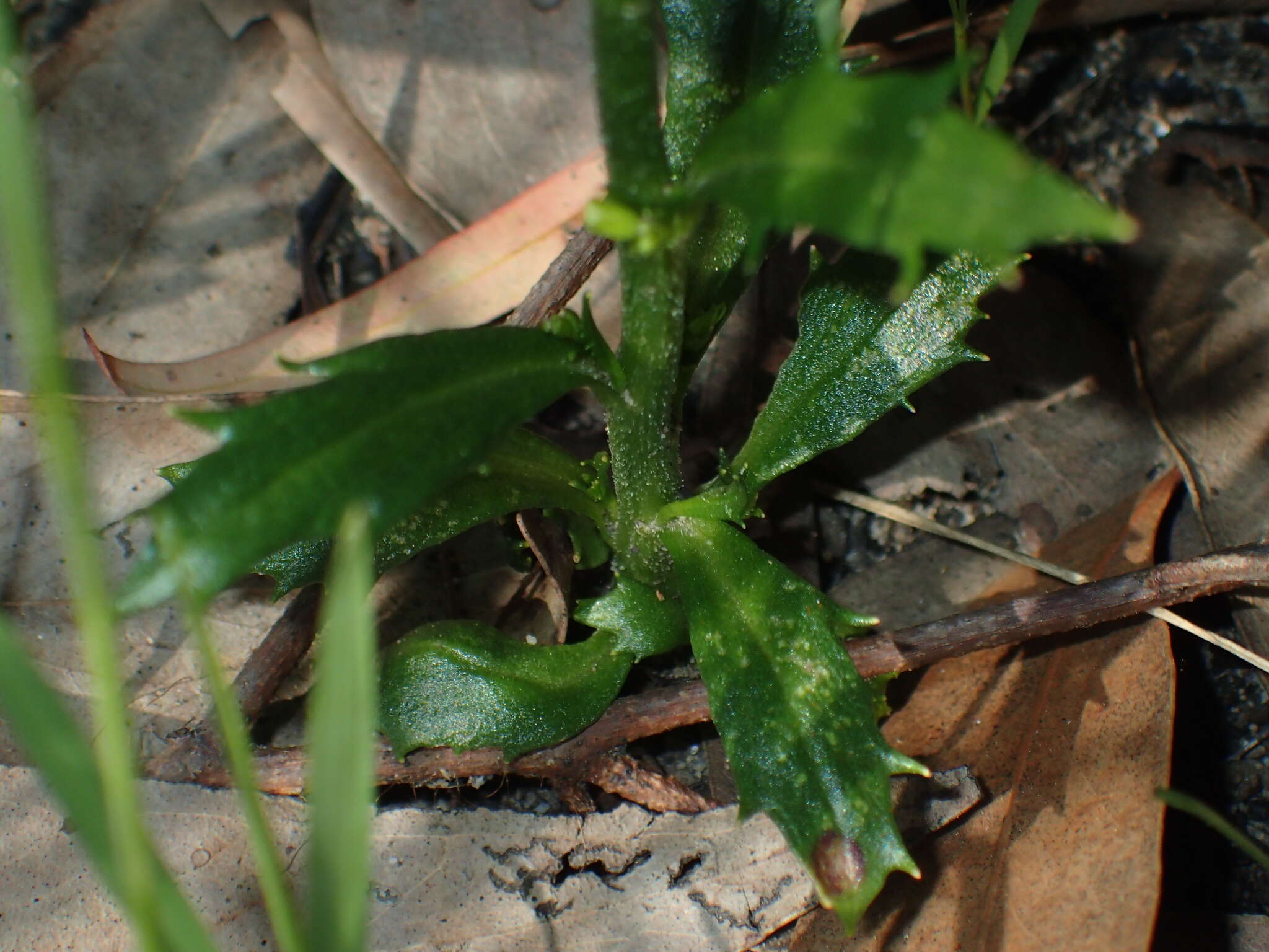 Image of Lobelia dentata Cav.