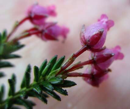 Plancia ëd Erica nubigena Bolus