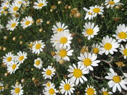 Image of Argyranthemum frutescens subsp. parviflorum (Pit. & Proust.) Humphr.