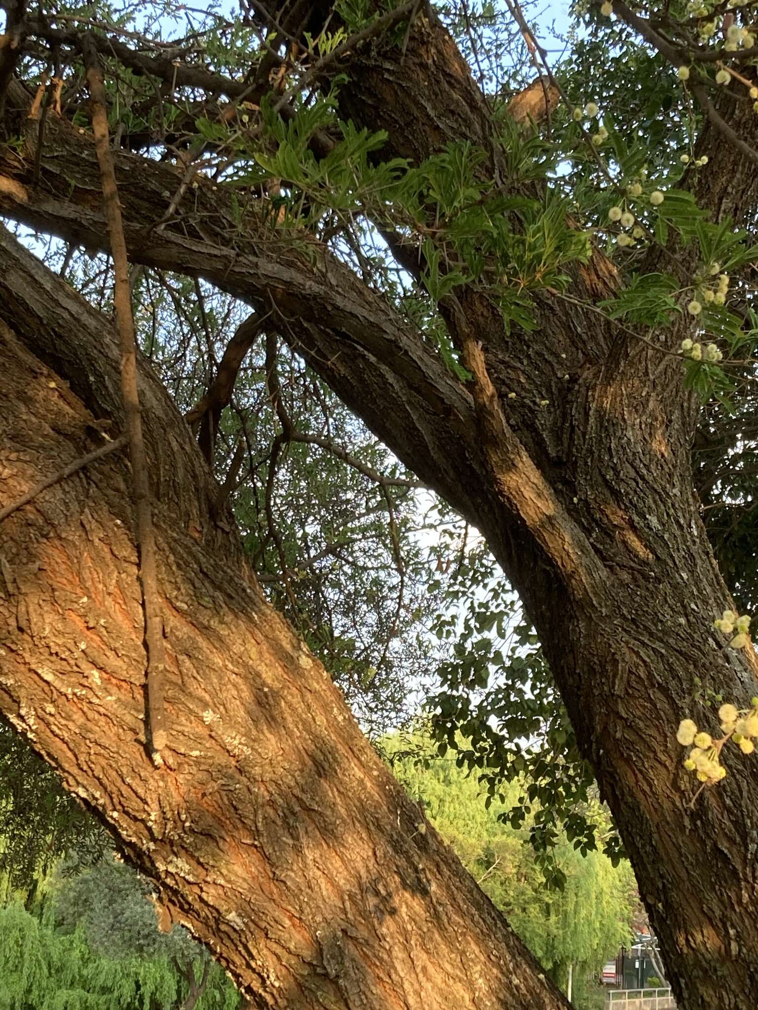 Imagem de Vachellia robusta (Burch.) Kyal. & Boatwr.