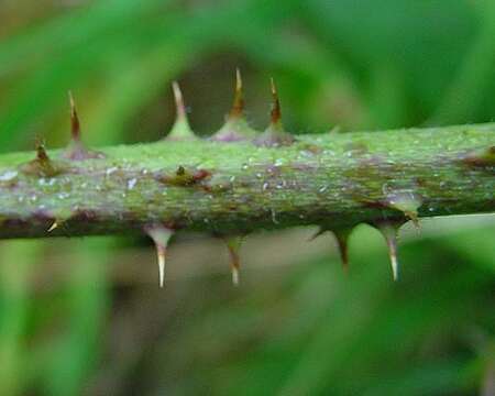 Слика од Rubus nemorosus Hayne