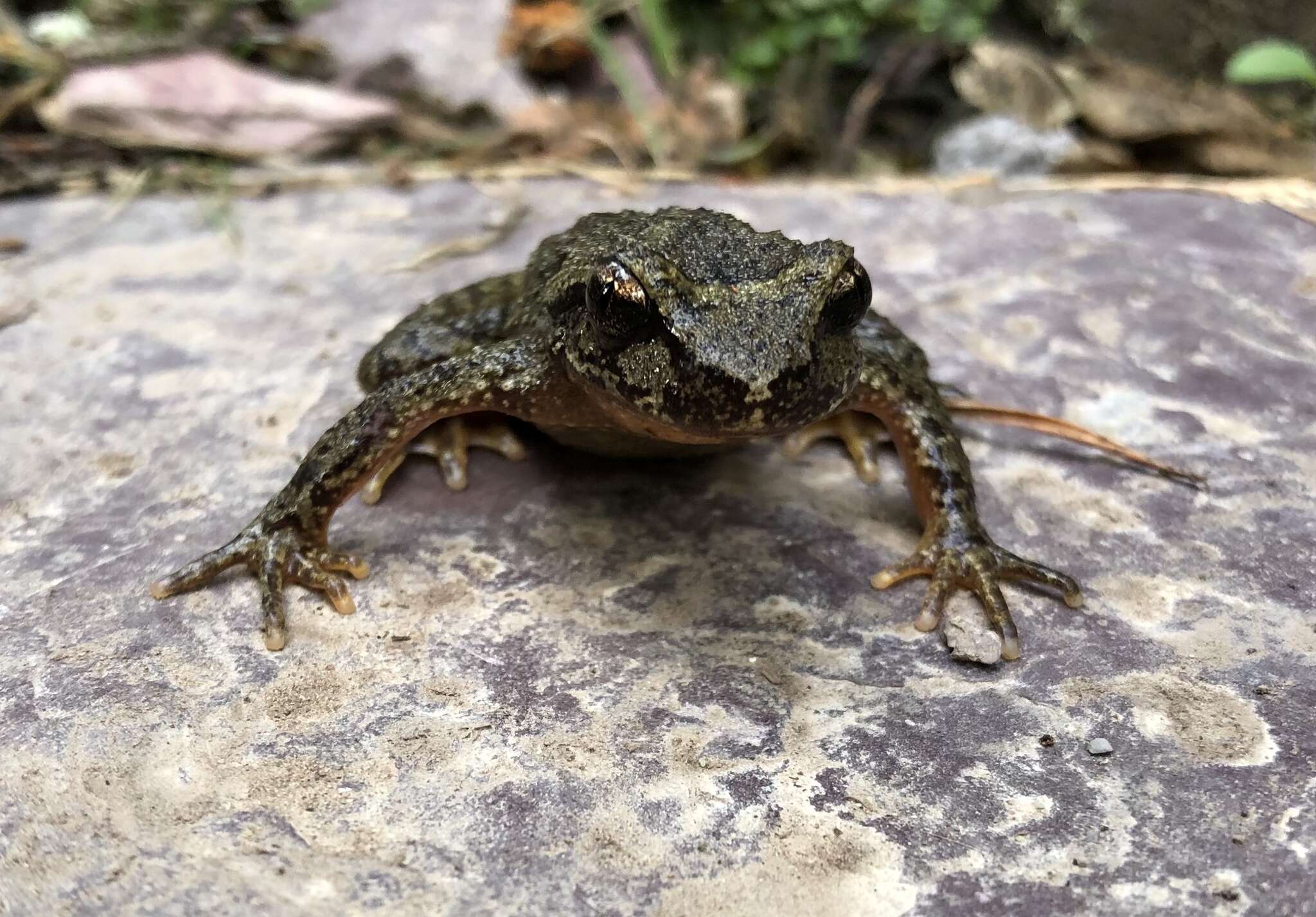 Image of Rocky Mountain Tailed Frog