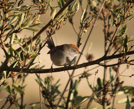 Image of Spix's Spinetail