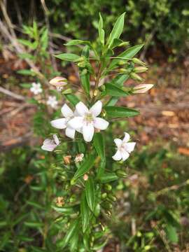 Image of Goatweed