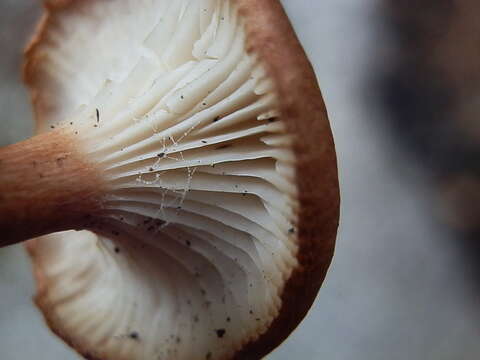 Image of Bonomyces