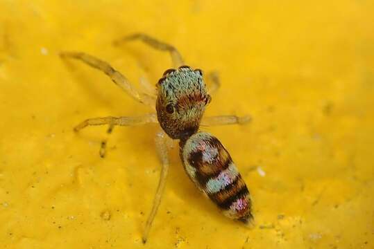 Image of Chrysilla acerosa Wang & Zhang 2012