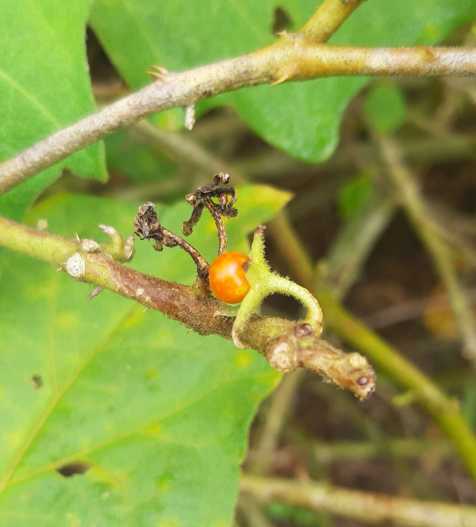 Image of Jamaican Nightshade