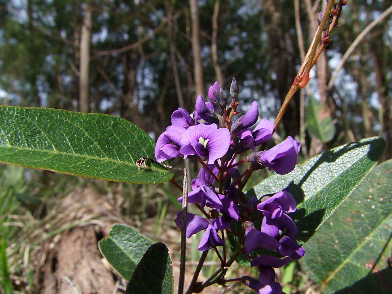 Hardenbergia violacea (Schneev.) Stearn resmi