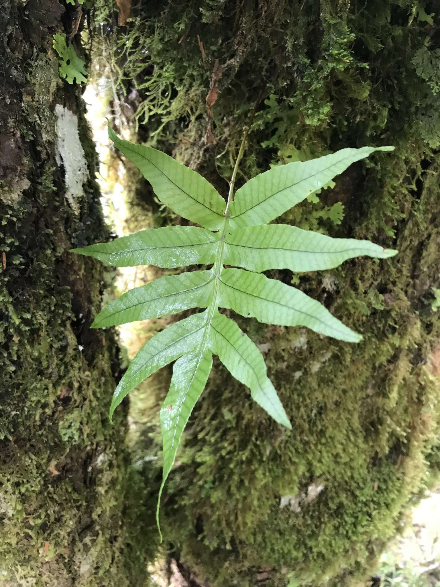 Pichisermollodes quasidivaricata (Hayata) Fraser-Jenk.的圖片