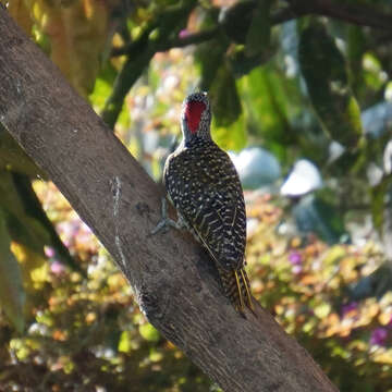 Image of Nubian Woodpecker