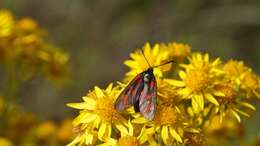 Image of six-spot burnet