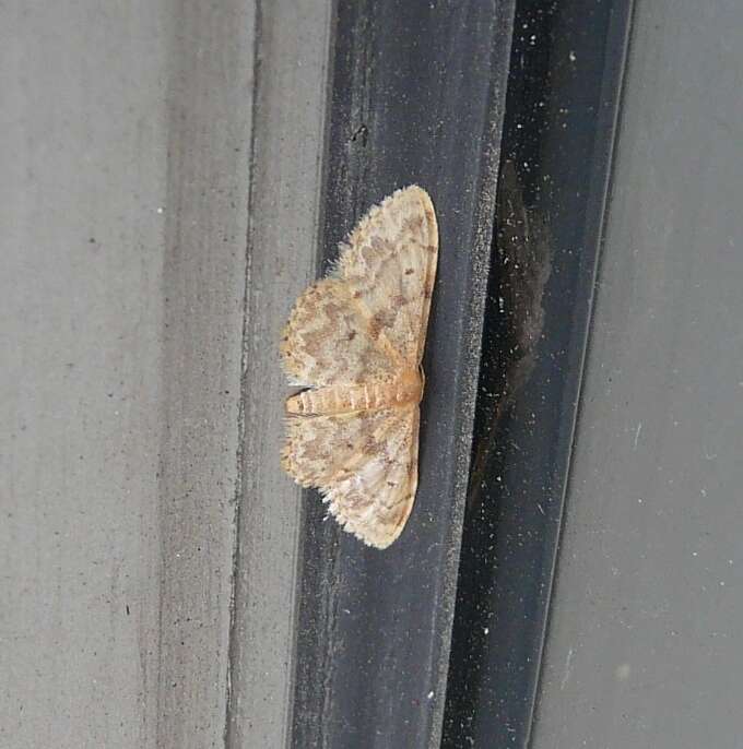 صورة Idaea inquinata Scopoli 1763