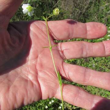 Image of Drummond's stitchwort