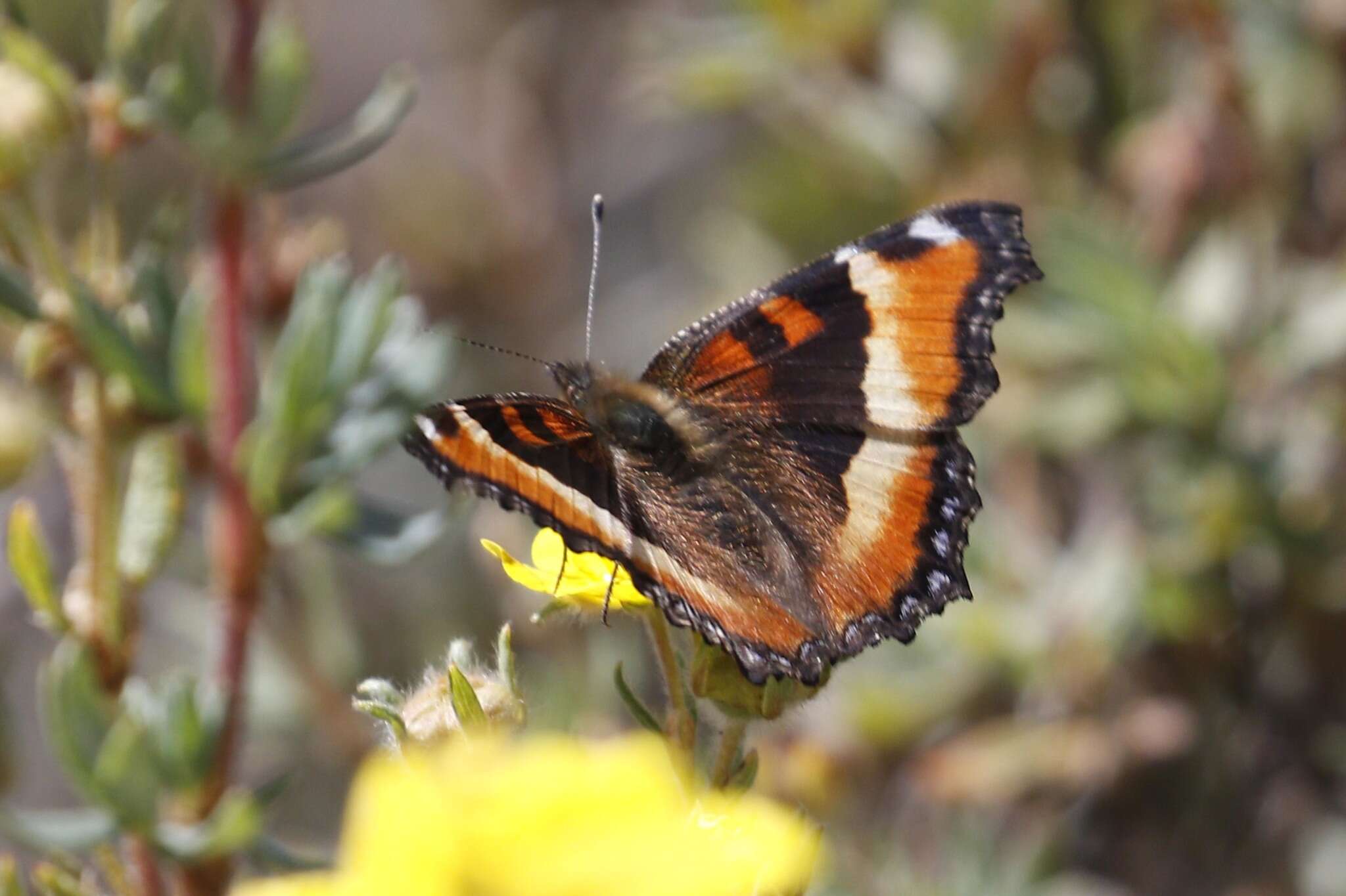 Image of Milbert's Tortoiseshell