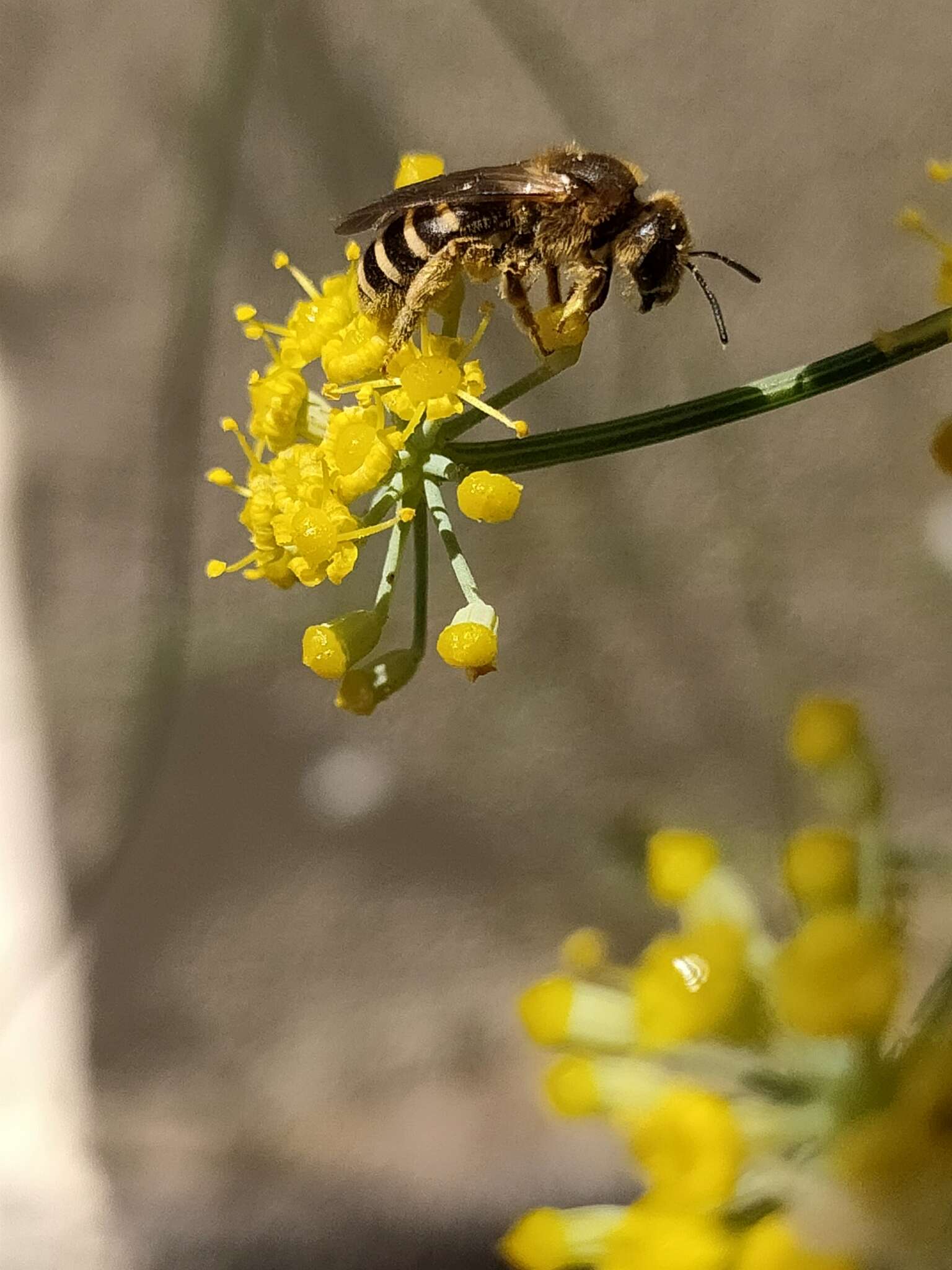 Sivun Halictus fulvipes (Klug 1817) kuva