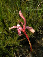 Image de Tritoniopsis revoluta (Burm. fil.) Goldblatt